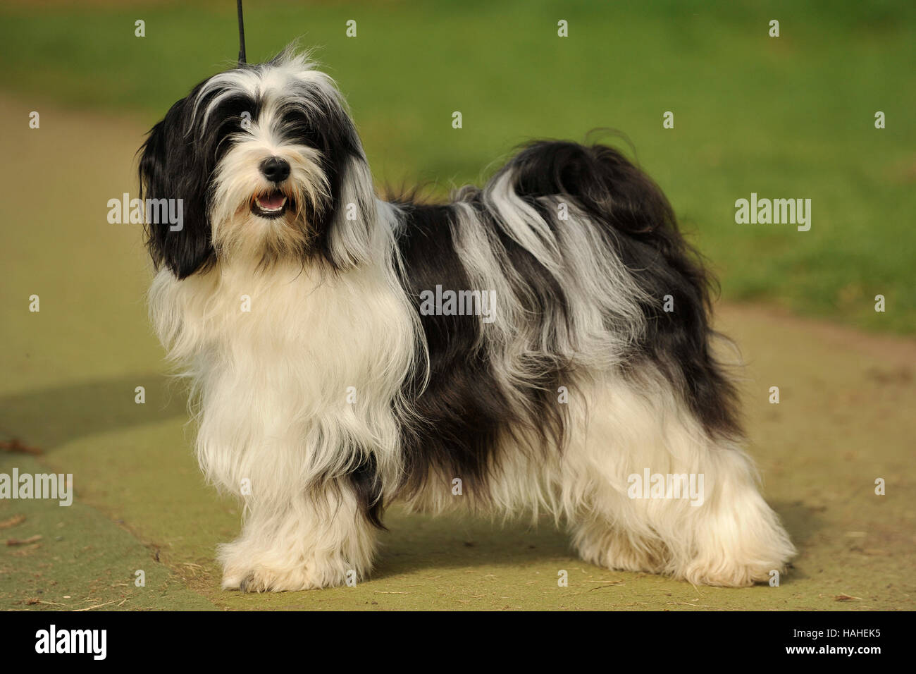 Tibetan terrier black store and white