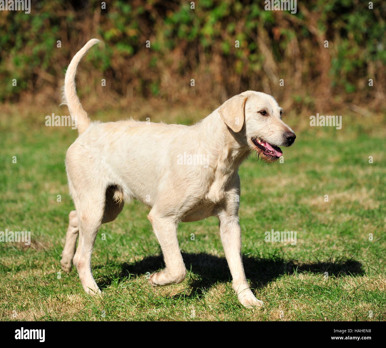 welsh foxhound