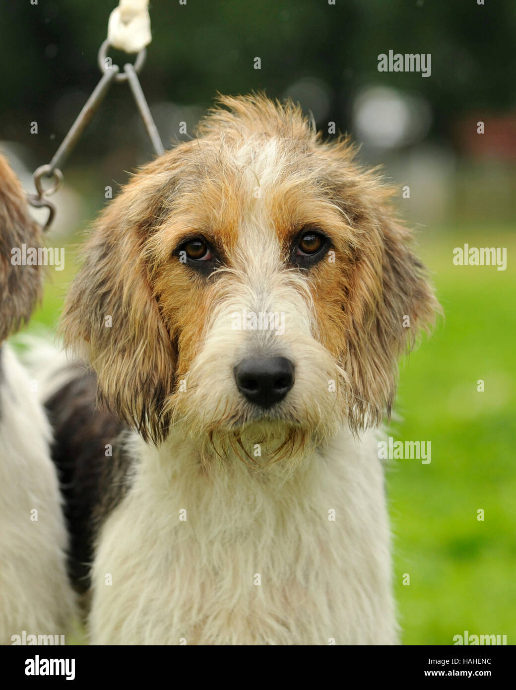 welsh foxhound Stock Photo - Alamy