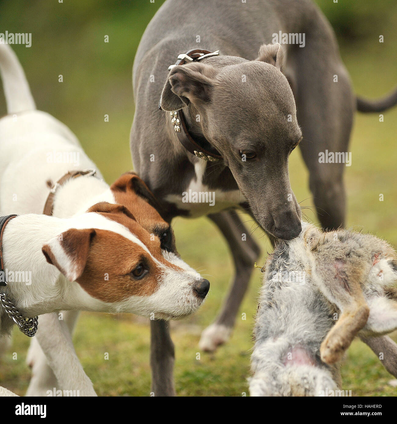 Dog Killing Rabbit High Resolution Stock Photography and Images Alamy