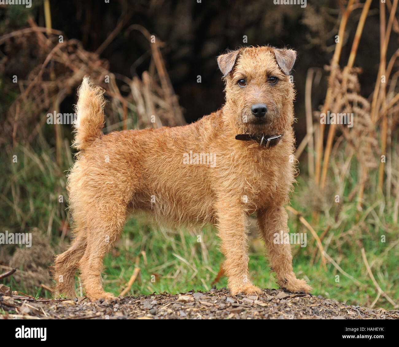 are lakeland terriers good pets