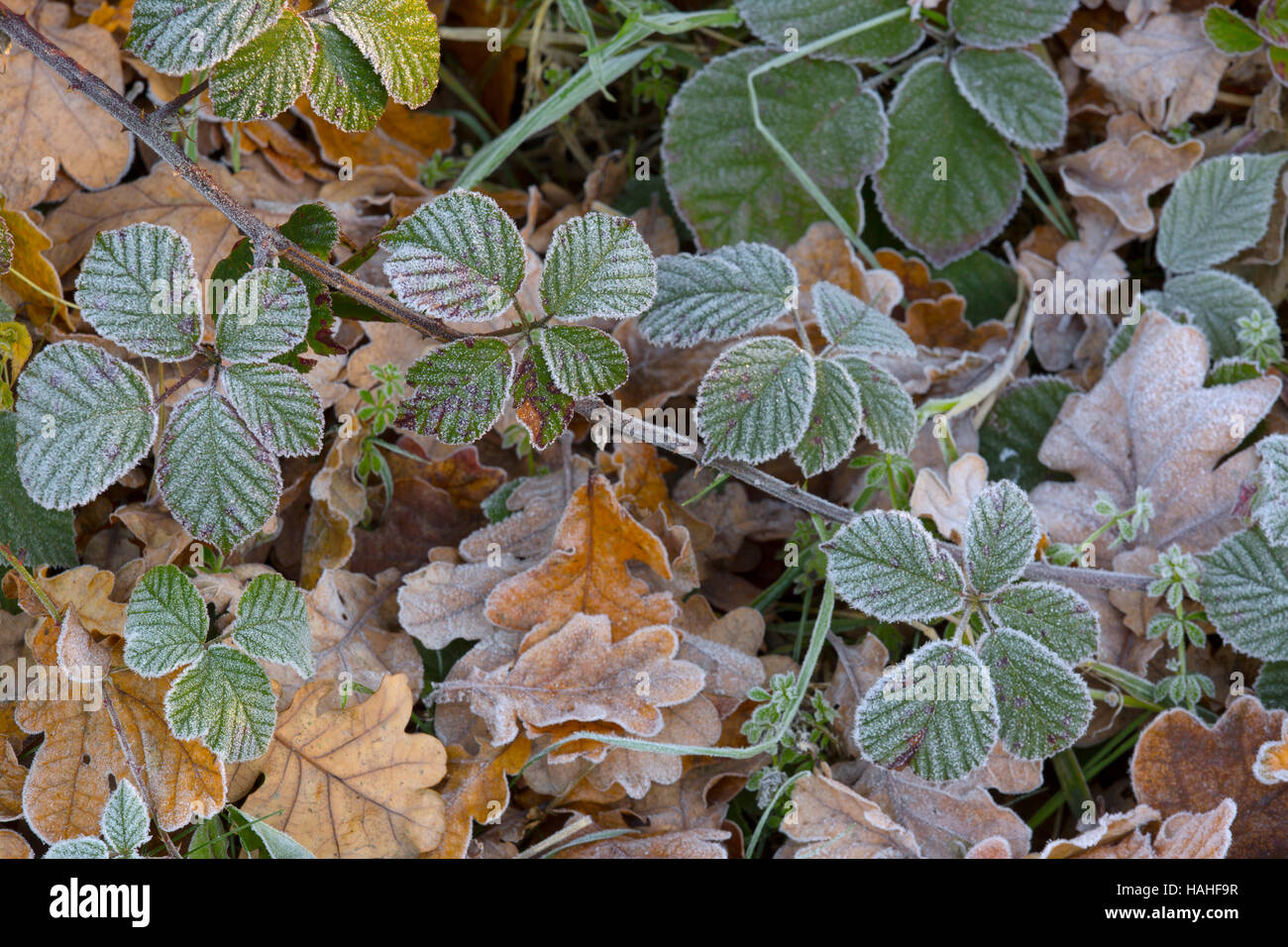Bramble leaves Rubus fruticosus frost covering in Winter Stock Photo