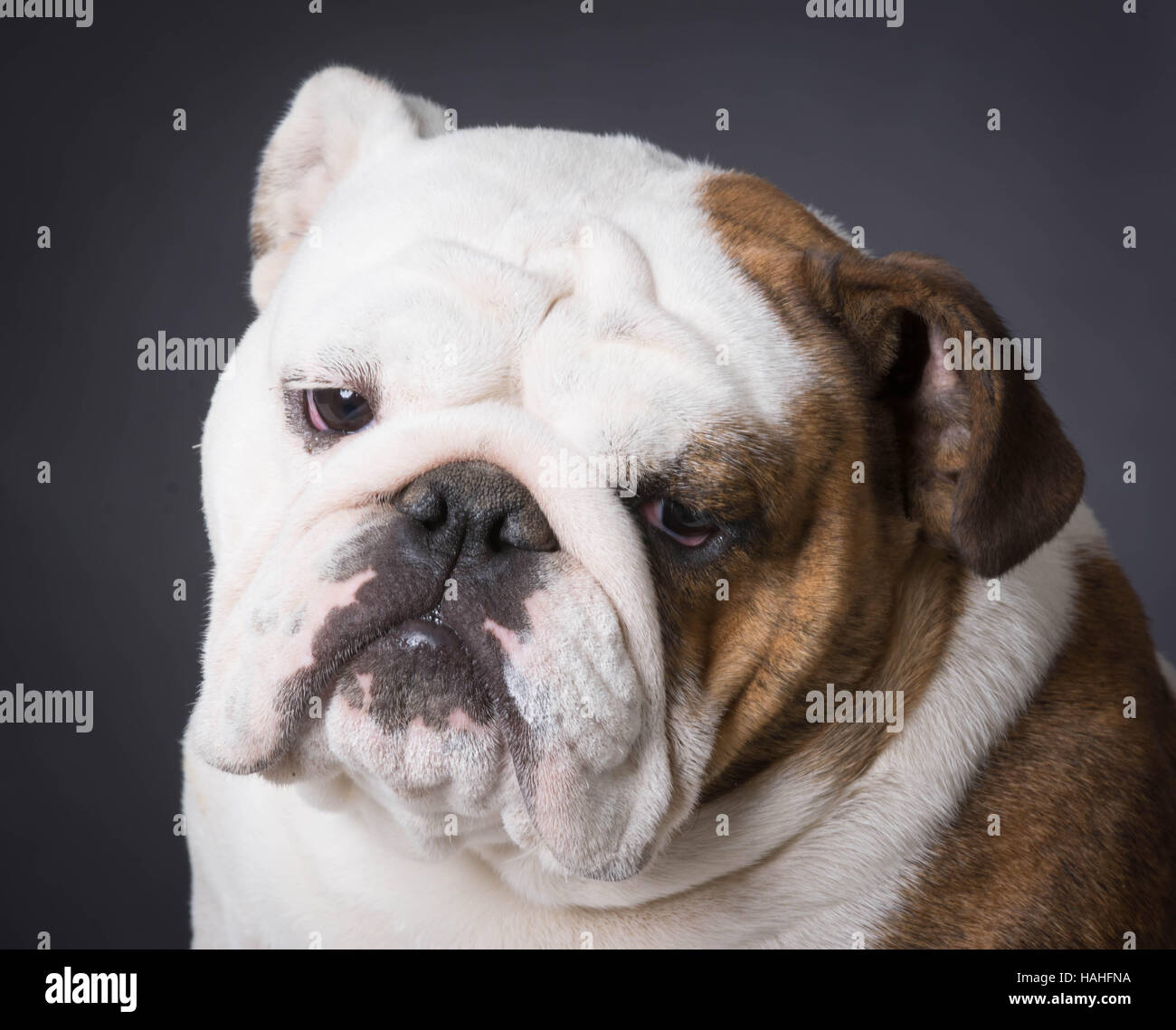 english bulldog portrait on black background Stock Photo - Alamy