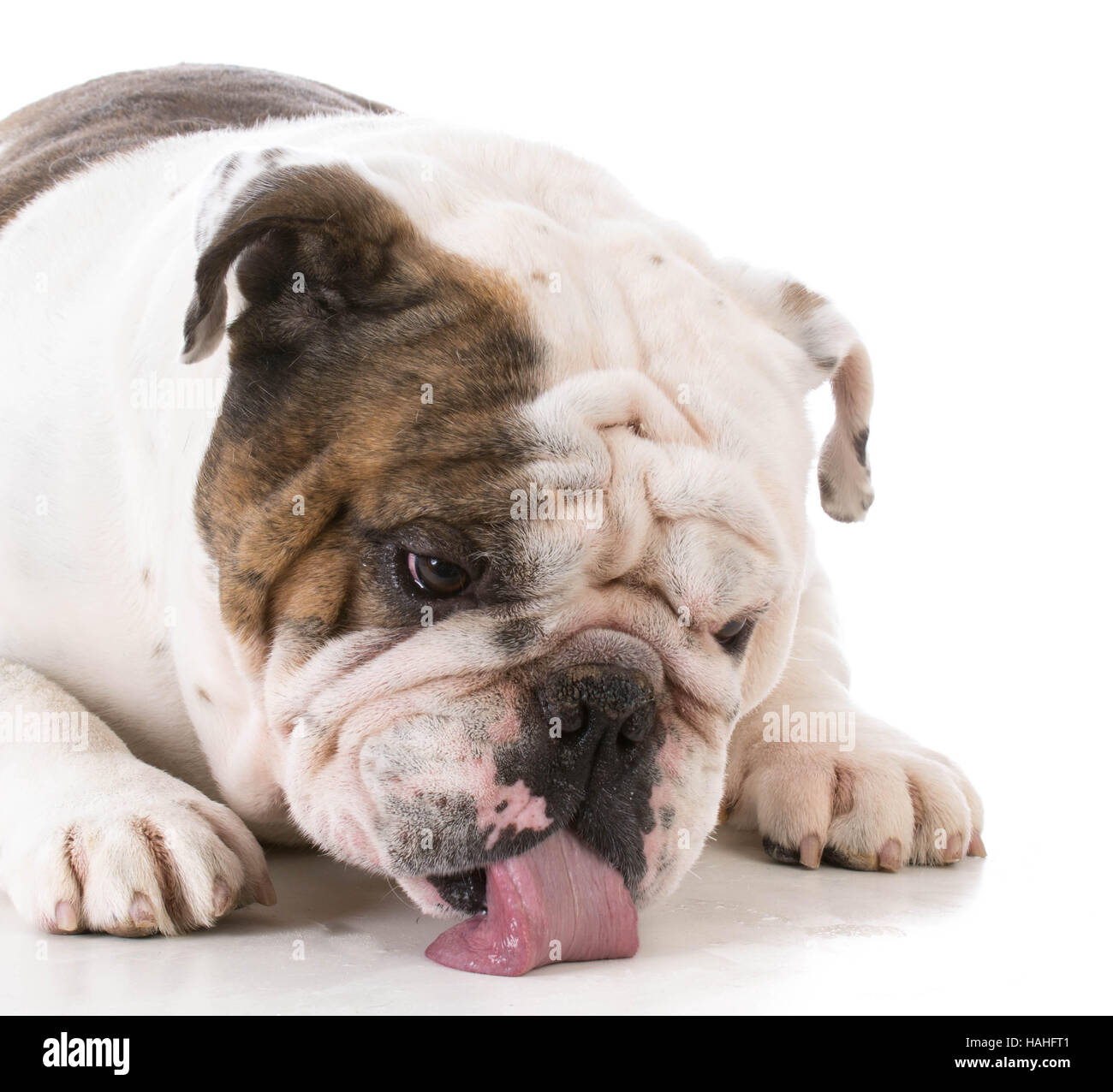 bulldog licking the floor in front of him on white background Stock ...