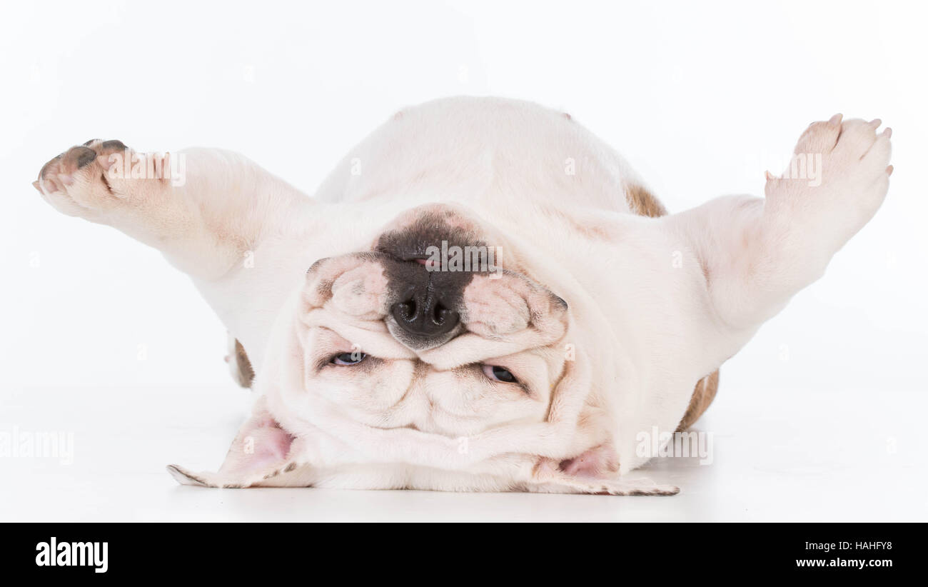 dog laying upside down looking at viewer on white background Stock ...