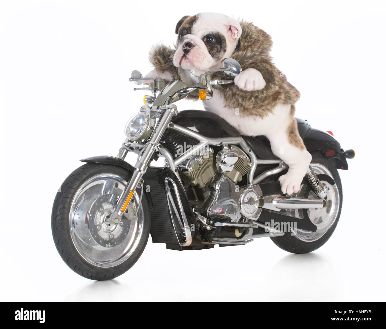 dog riding motorcycle isolated on white background Stock Photo Alamy