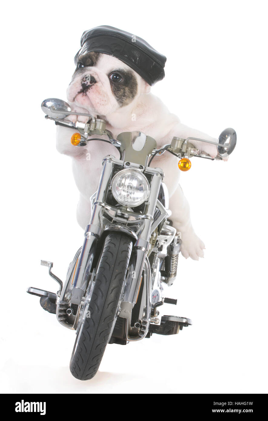 dog riding a motorcycle on white background Stock Photo Alamy