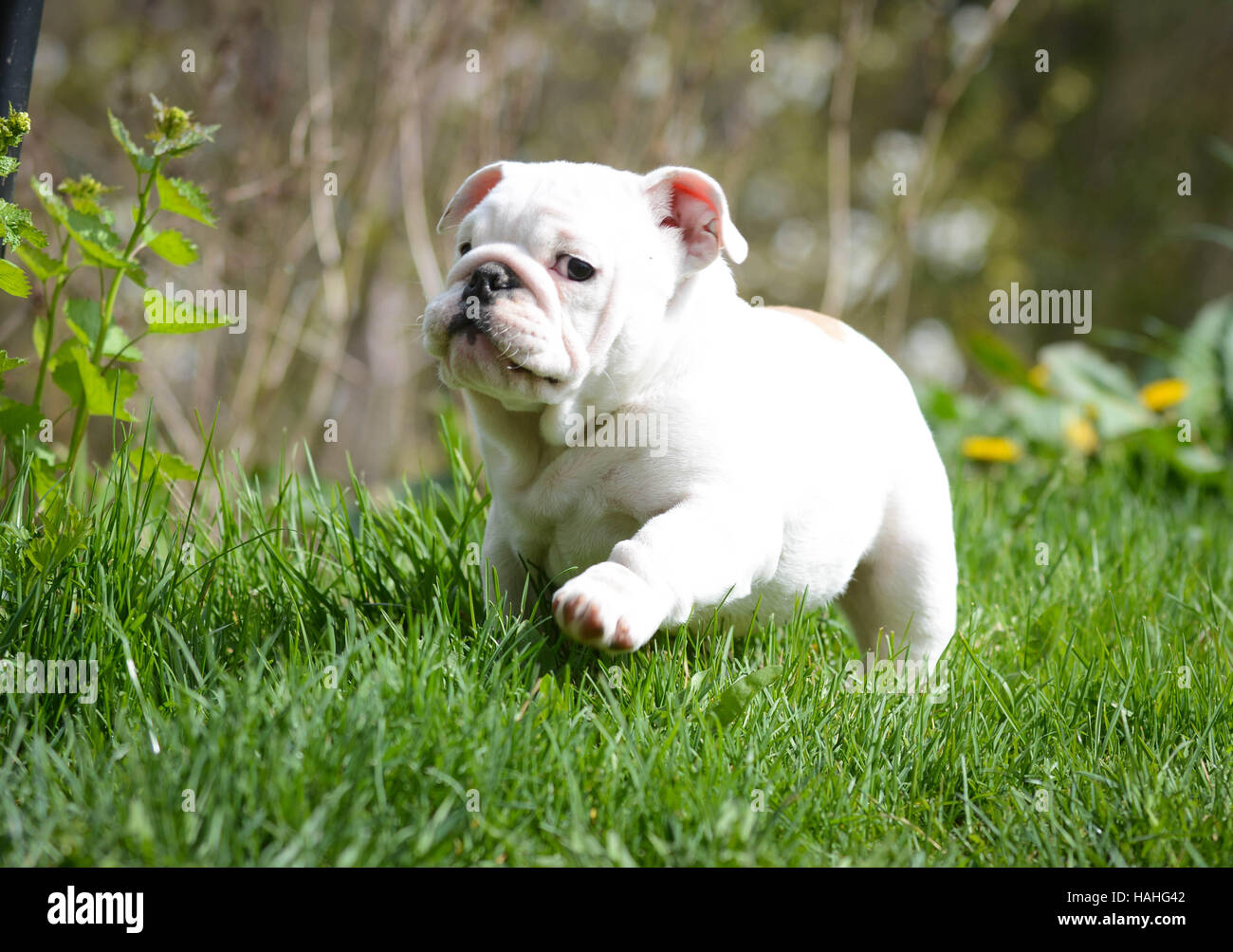 english bulldog puppy outside in the grass Stock Photo - Alamy