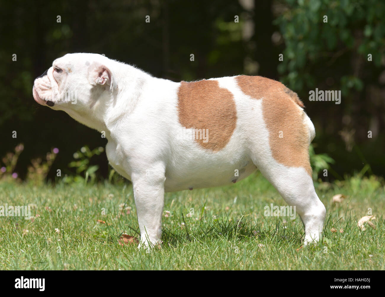 female english bulldog standing outside in the grass Stock Photo - Alamy