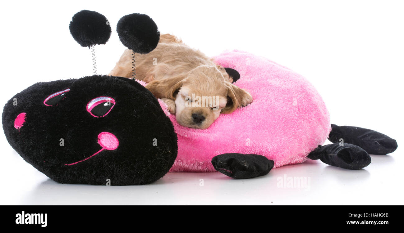american cocker spaniel puppy on a dog bed Stock Photo Alamy