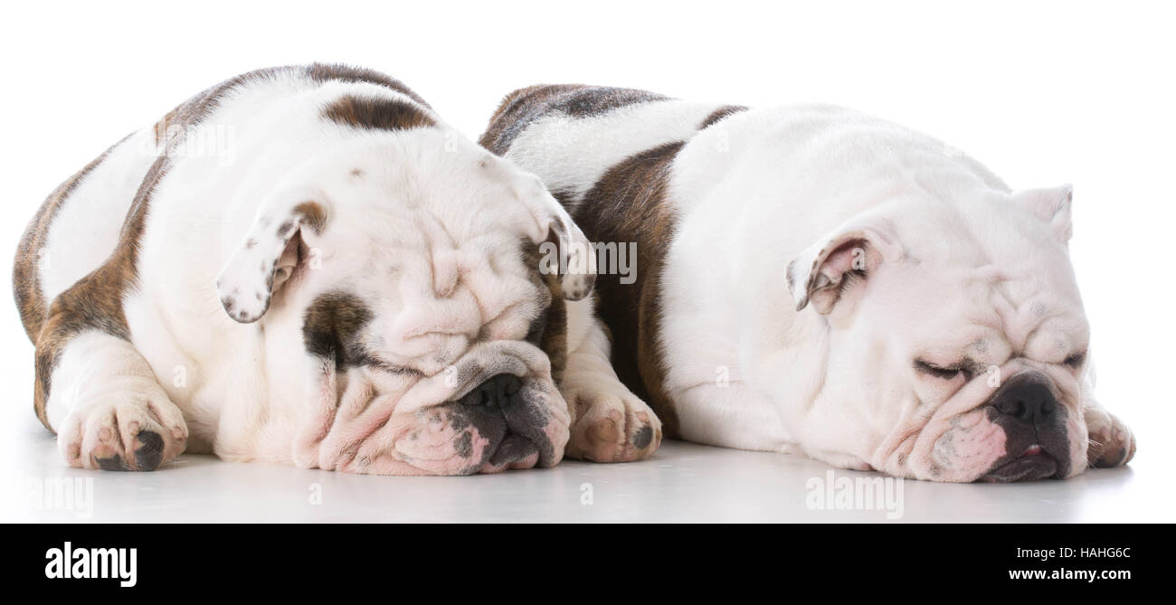 male and female english bulldogs on white background Stock Photo Alamy