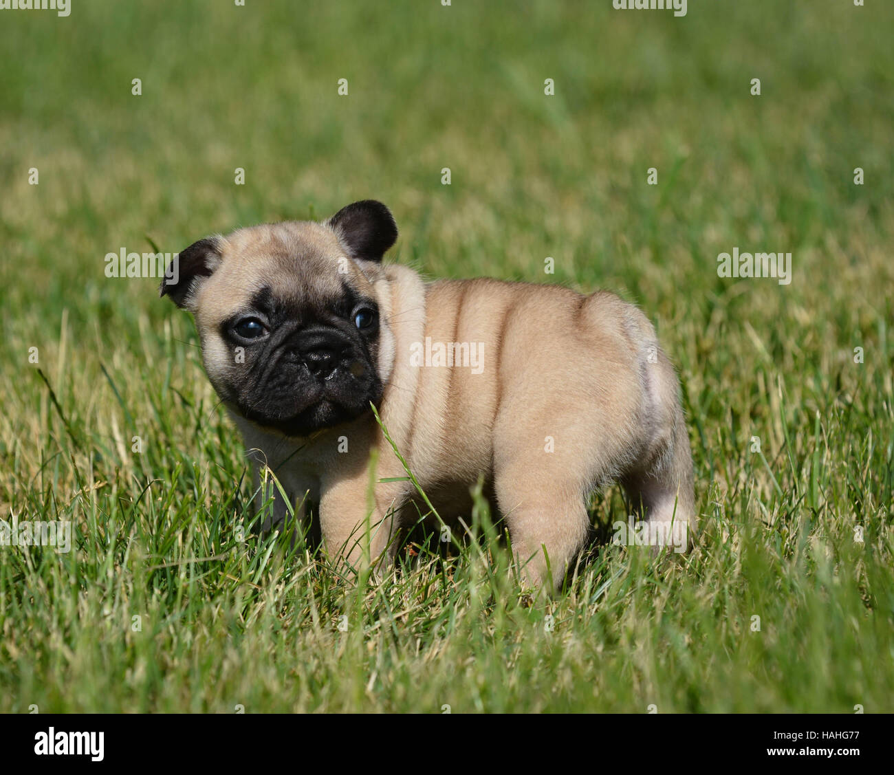 french bulldog puppy sitting outside in the grass Stock Photo - Alamy
