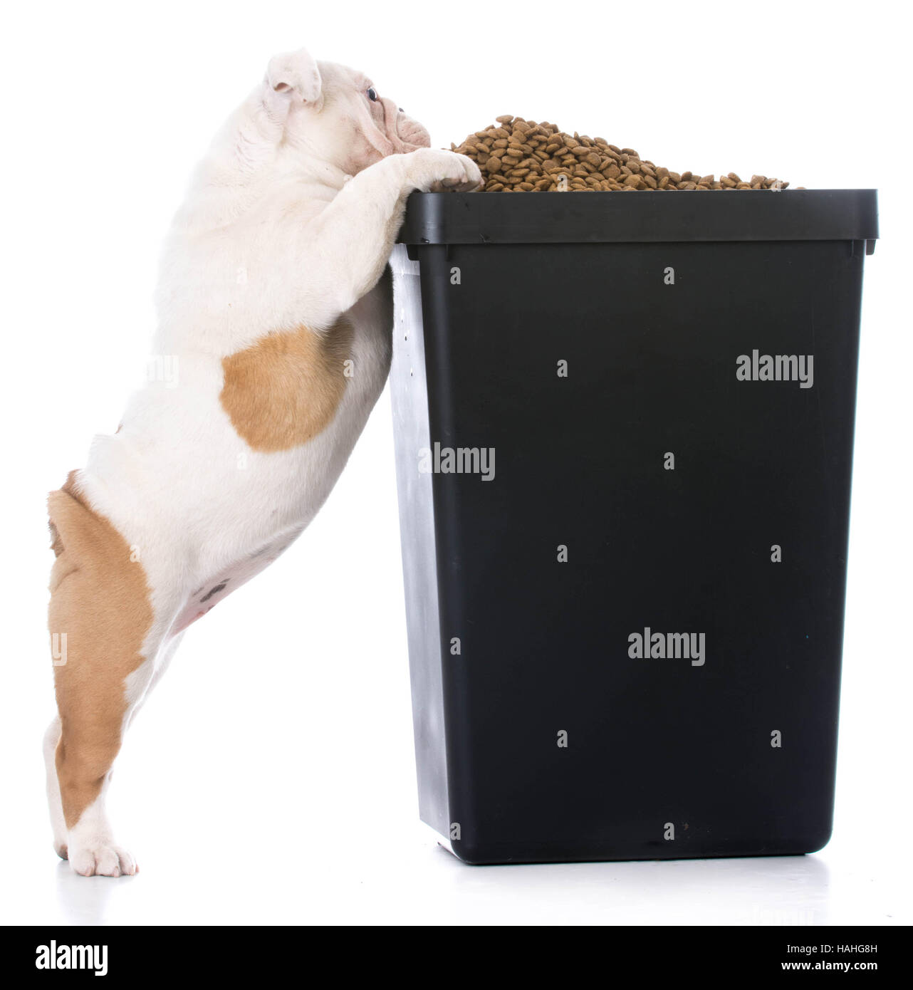 English Bulldog Puppy Trying To Sneak Kibble Out Of Dog Food Bin Stock Photo Alamy