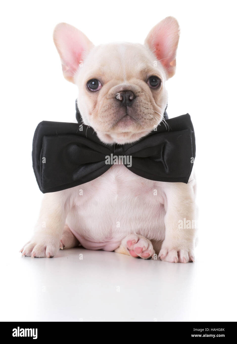adorable fawn french bulldog puppy wearing a bow tie on white ...