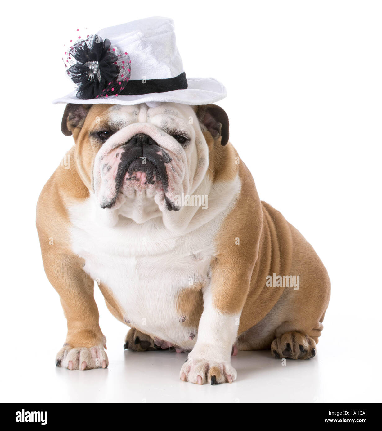english bulldog hat