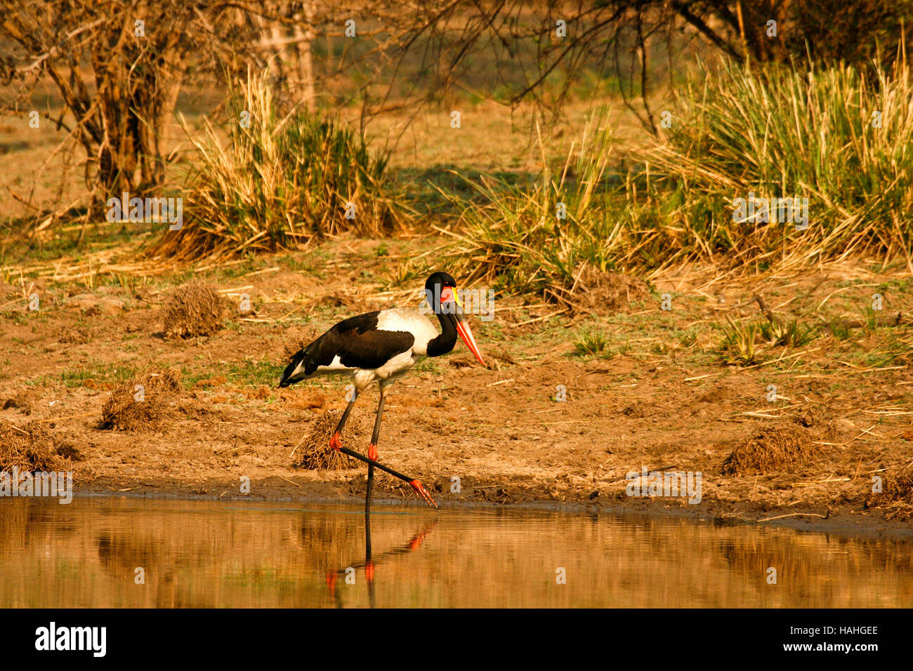 Saddle-billed stork ,Ephippiorhynchus senegalensis, Mana Pools national park, Zimbabwe Stock Photo