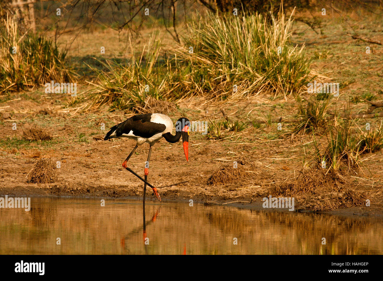 Saddle-billed stork ,Ephippiorhynchus senegalensis, Mana Pools national park, Zimbabwe Stock Photo