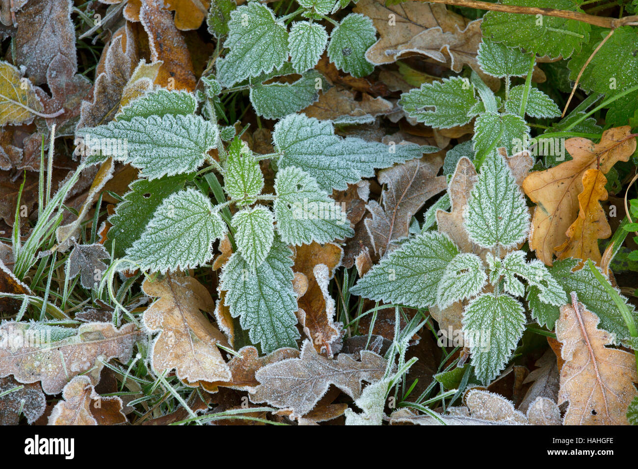 Stinging nettle leaves frost covering in Winter Stock Photo