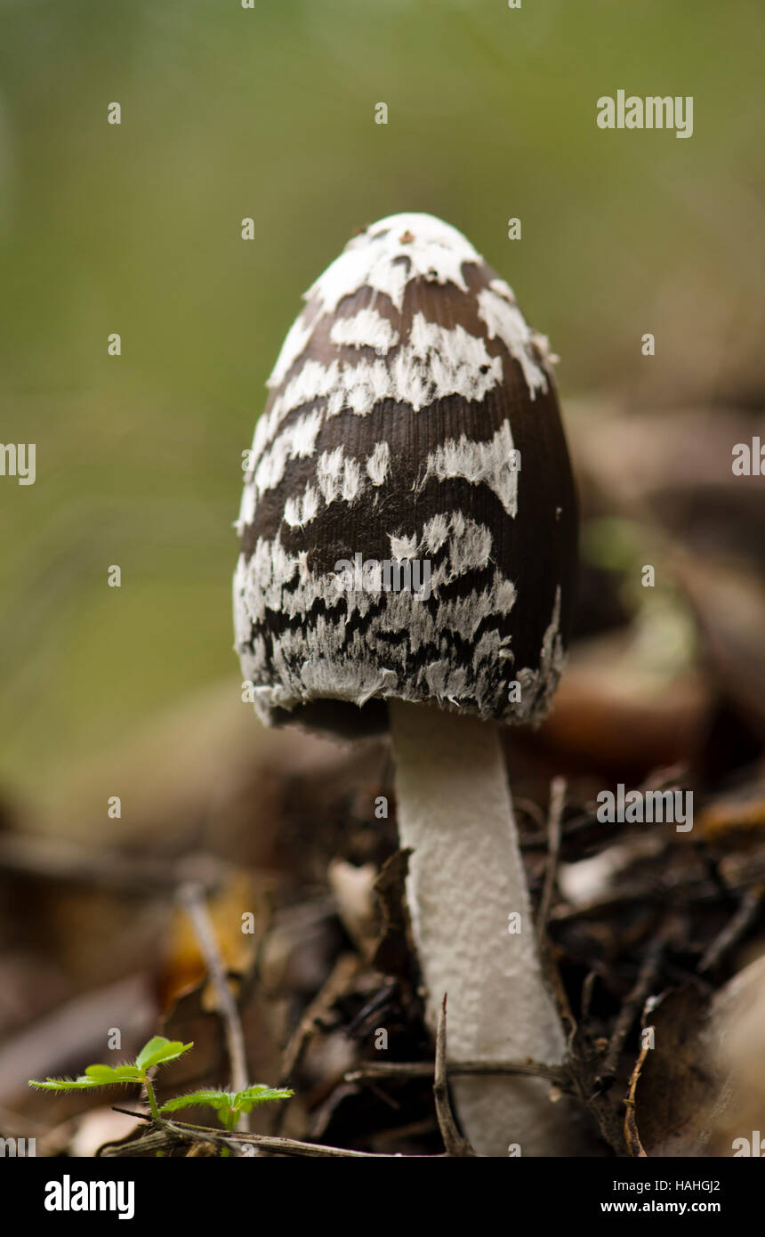 Magpie fungus, Coprinopsis picacea in forest, Spain Stock Photo - Alamy