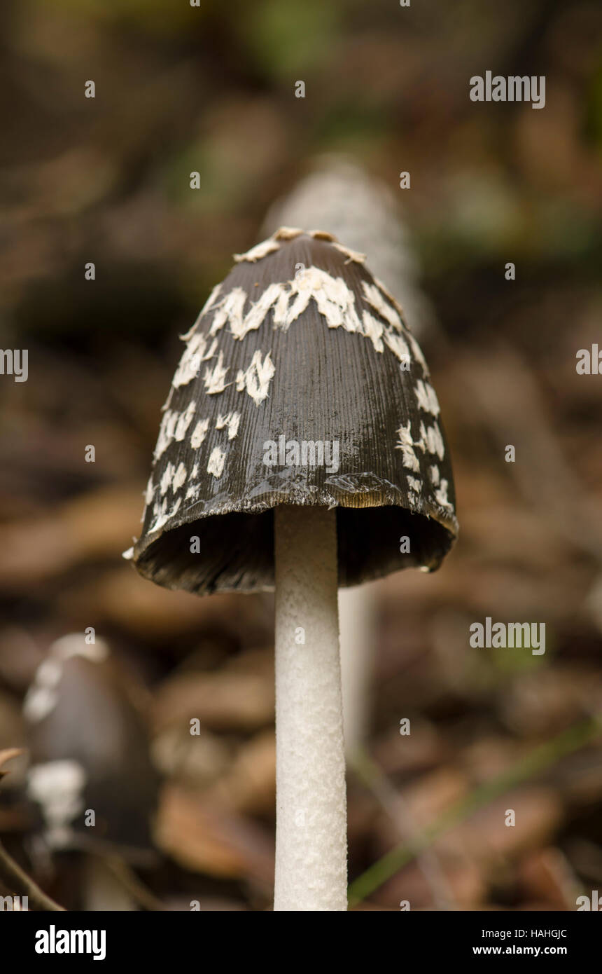 Magpie fungus, Coprinopsis picacea in forest, Spain Stock Photo - Alamy