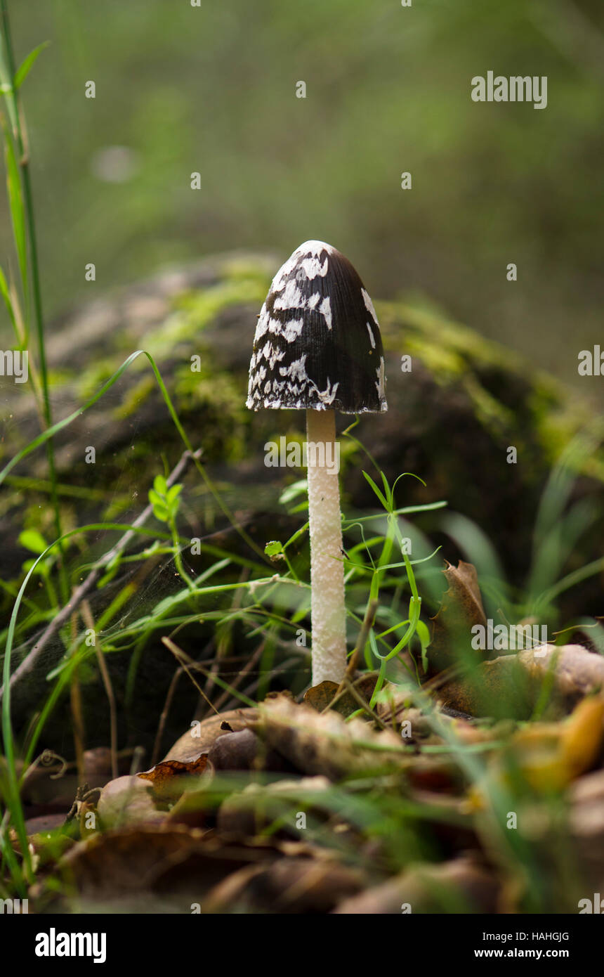 Magpie fungus, Coprinopsis picacea in forest, Spain Stock Photo - Alamy