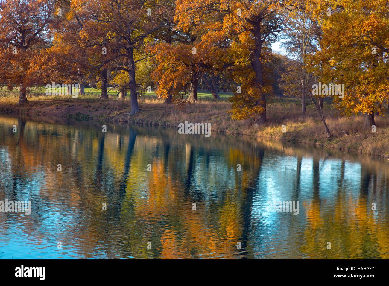 Reflections trees green grass hi-res stock photography and images - Alamy