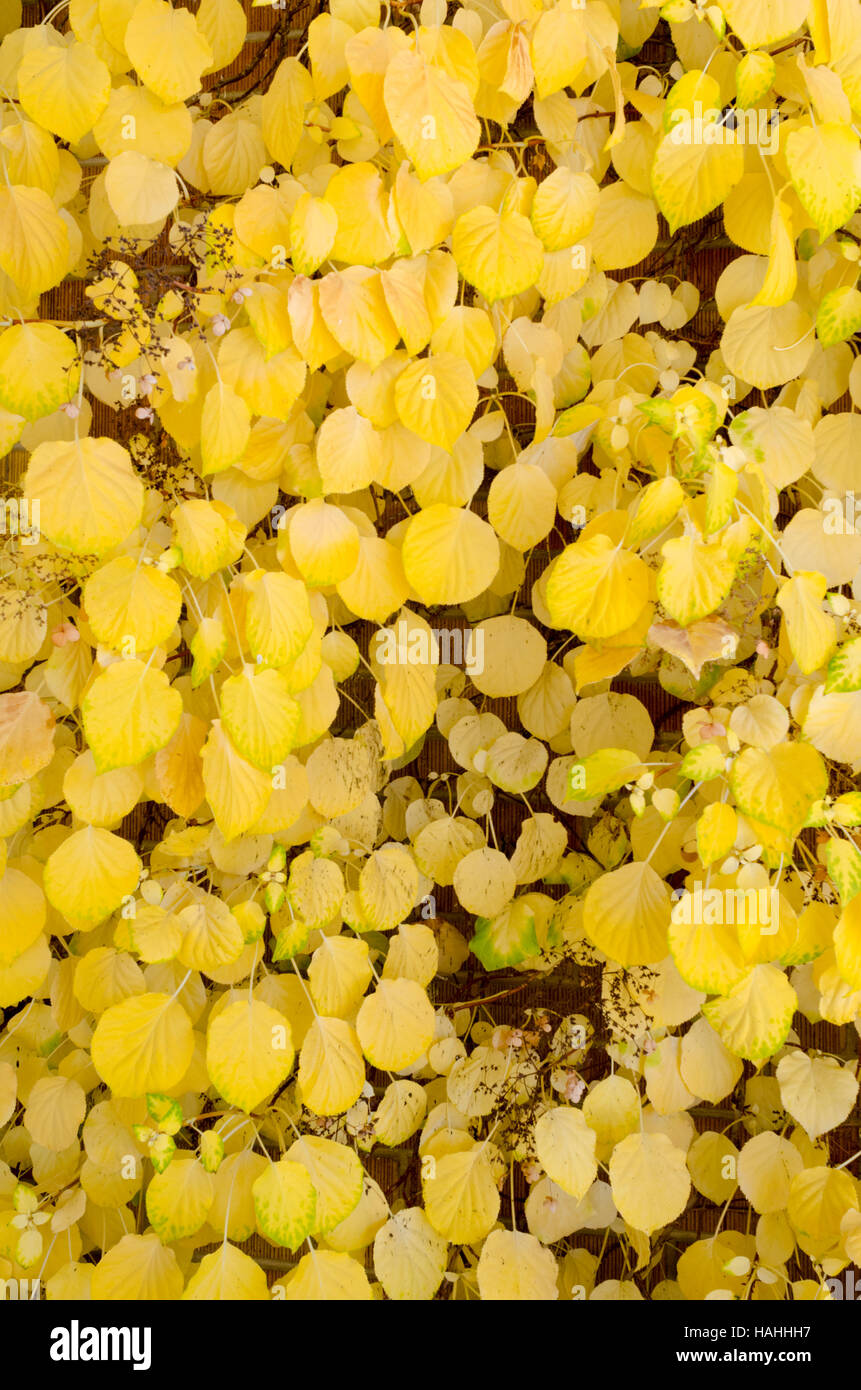 Autumn leaves floating on water Stock Photo - Alamy
