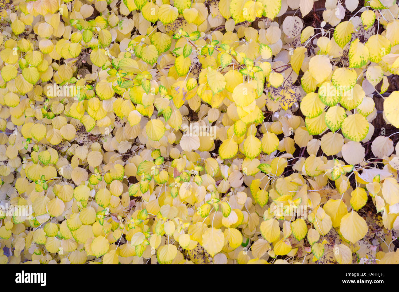 leaves-that-have-turned-yellow-in-during-the-autumn-months-stock-photo