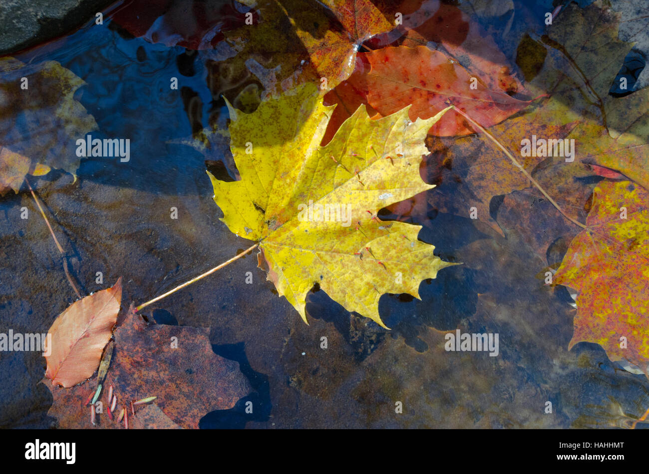 Autumn leaves floating on water Stock Photo Alamy