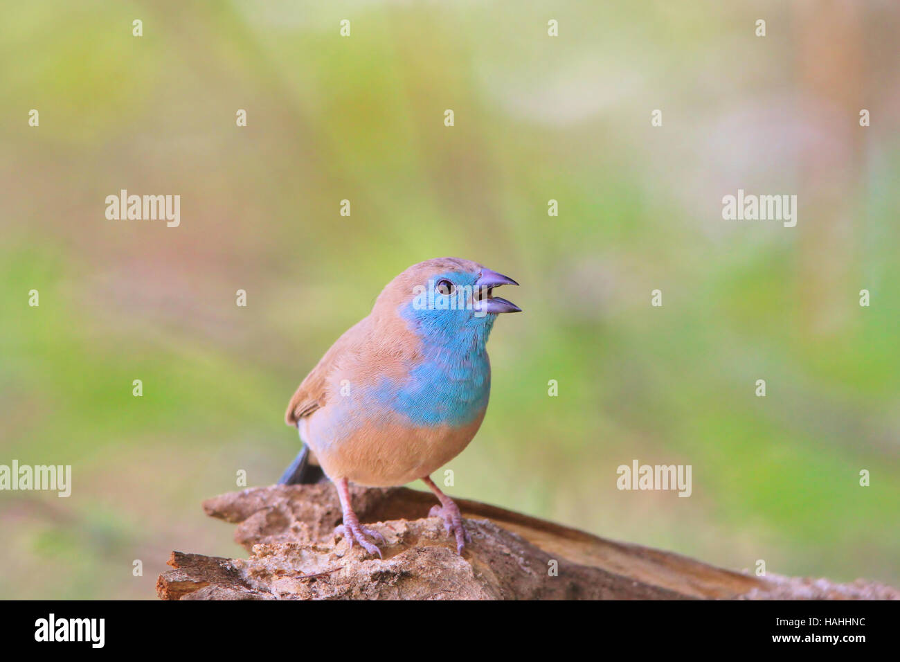Blue Waxbill - African Colorful Wild Bird Background - Pose of Color and Beauty Stock Photo
