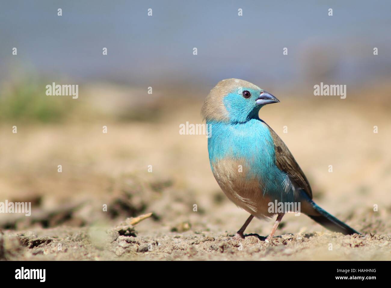 Blue Waxbill - African Colorful Wild Bird Background - Pose of Simplistic Beauty and Color Stock Photo
