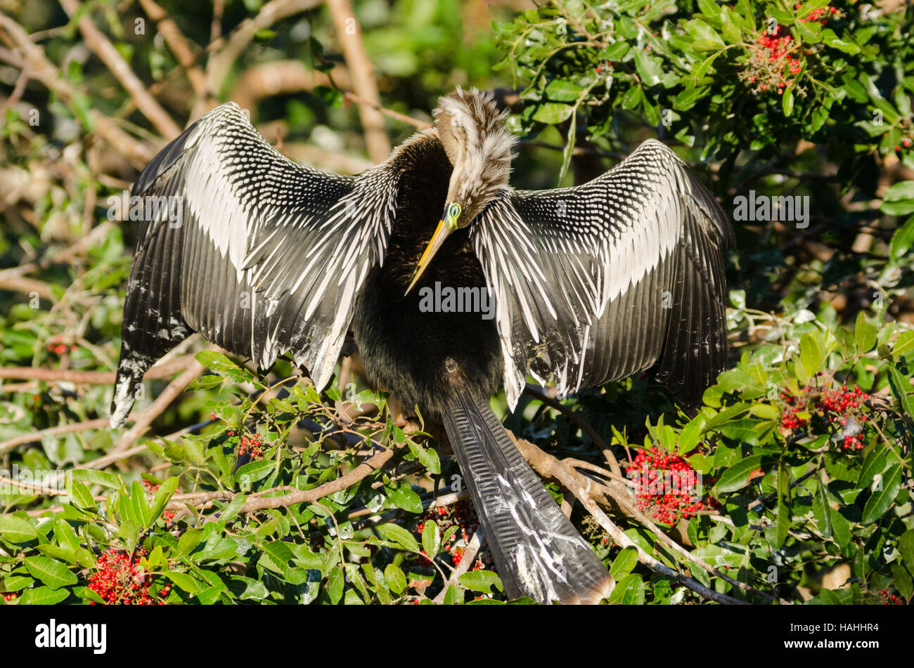 Anhinga bird drying its wings on a branch. This behaviour helps it ...
