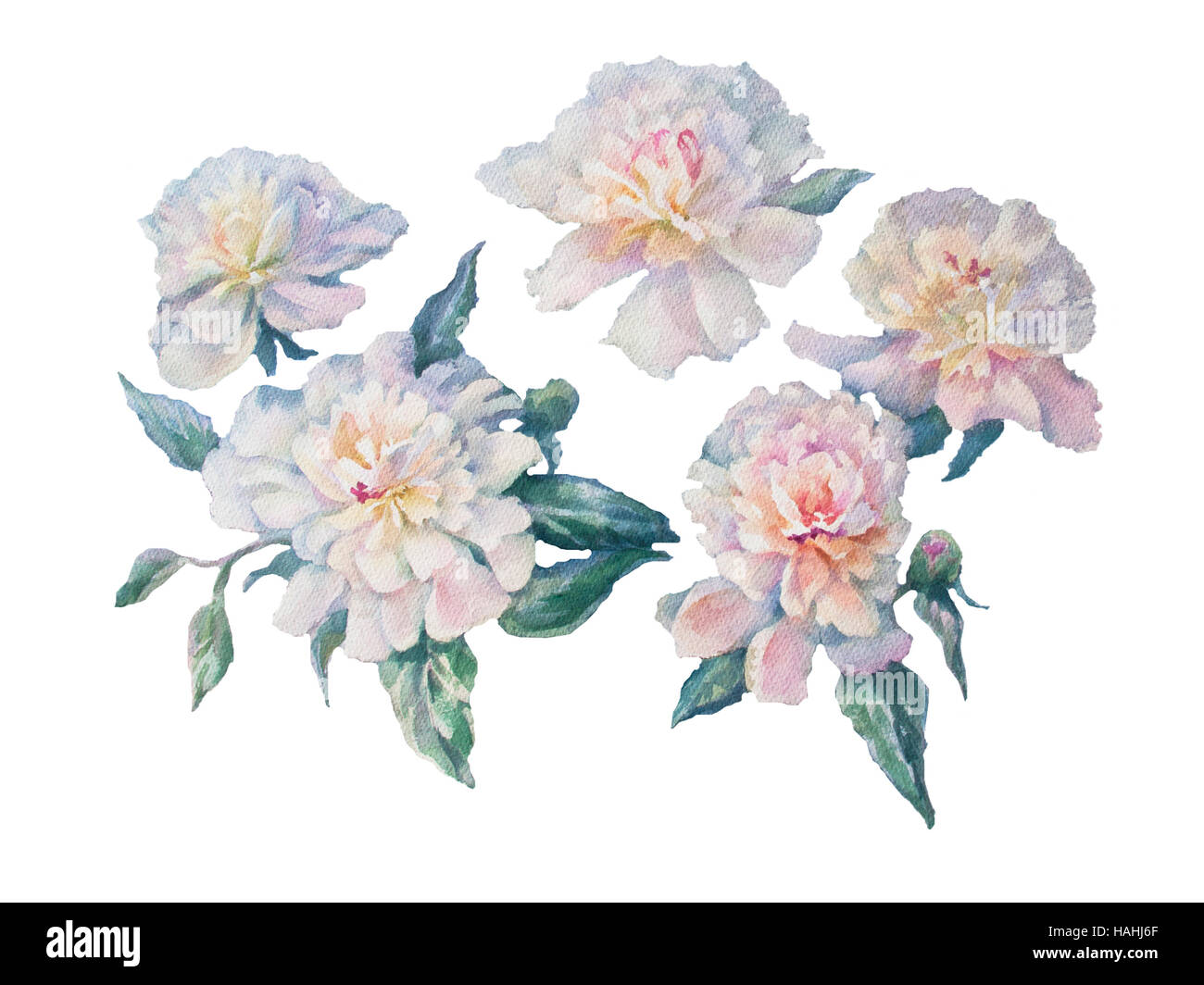 white peonies watercolor isolated Stock Photo - Alamy