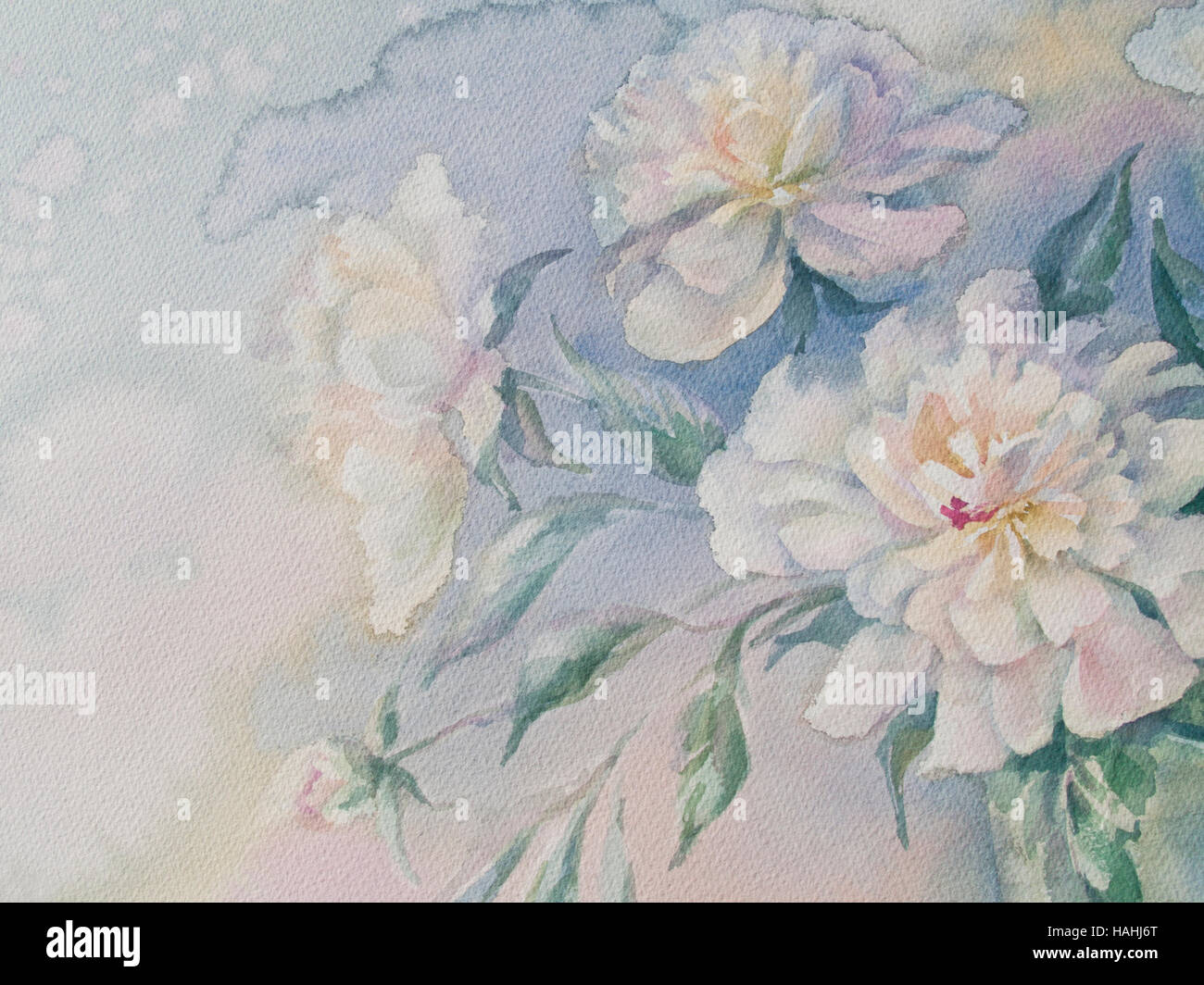 white peonies watercolor Stock Photo - Alamy