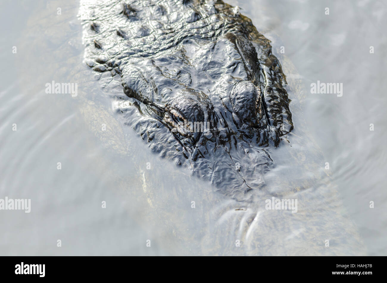 American Aligator with eyes protruing above water surface. Stock Photo
