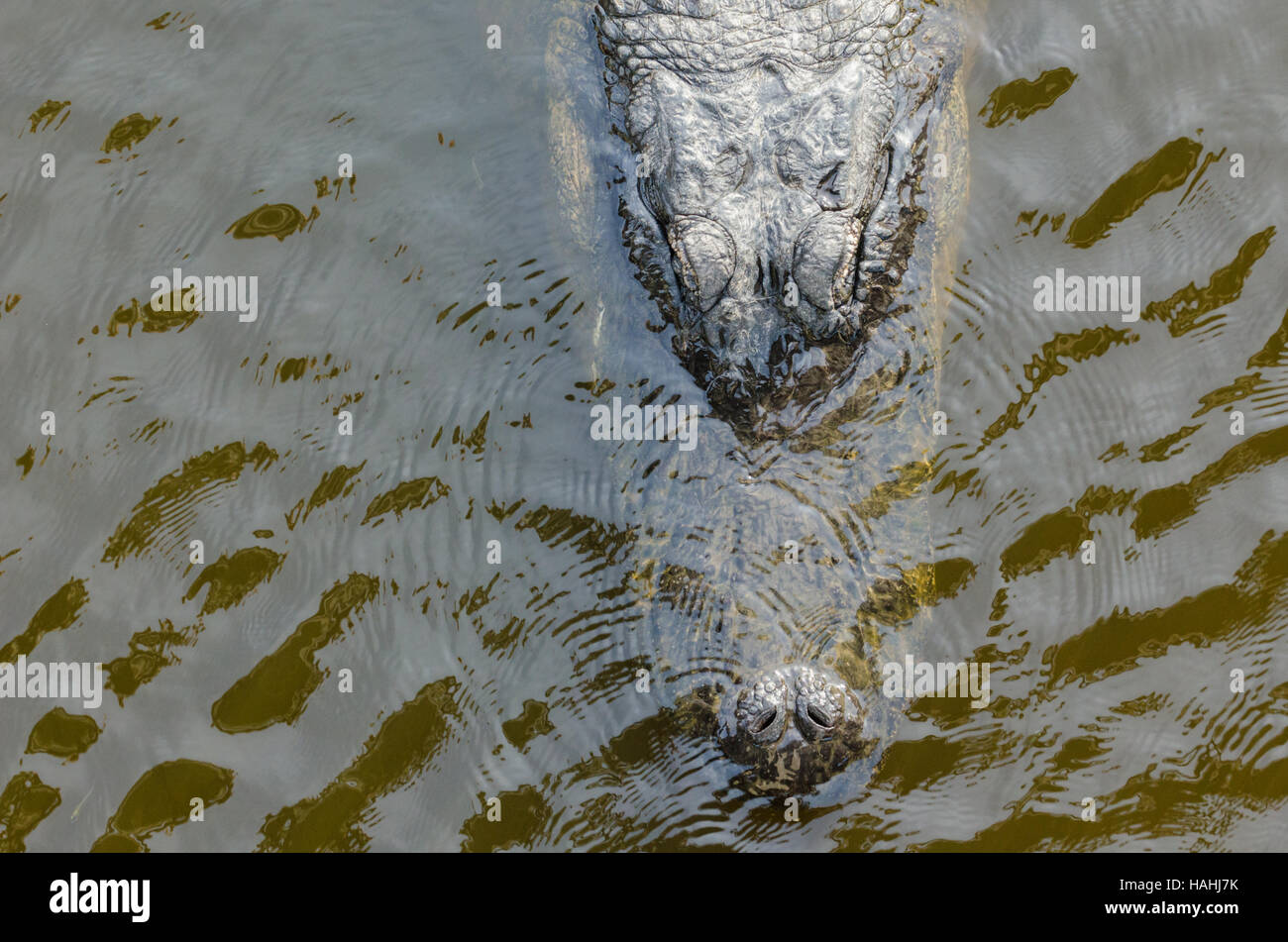 American Alligator with eyes protruding above water surface. Stock Photo