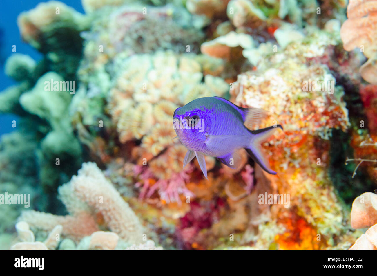 Single Blue Chromis fish in front of coral reef. Stock Photo