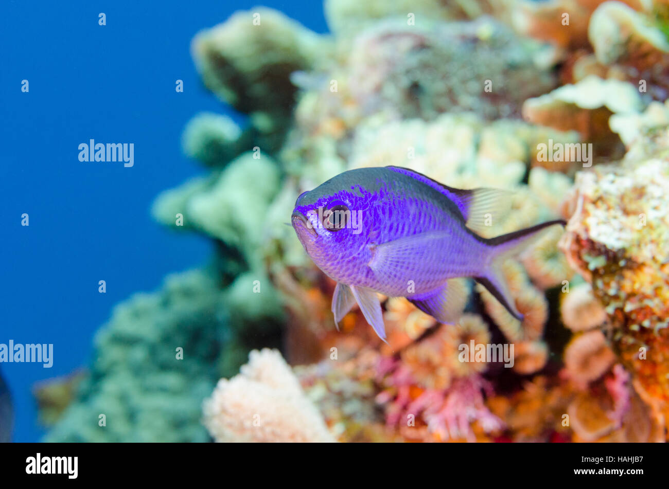 Single Blue Chromis fish in front of coral reef. Stock Photo
