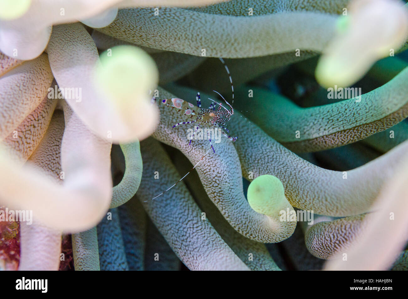 Spotted Cleaner Shrimp amongst anemone tentacles Stock Photo Alamy