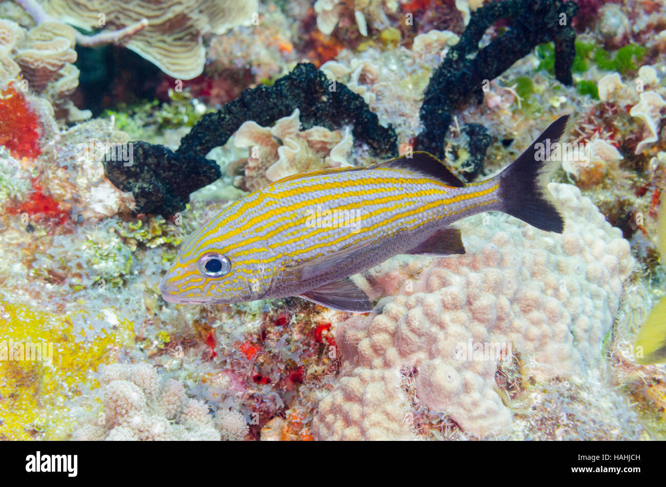 Profile of a single Caesar Grunt tropical fish. Stock Photo