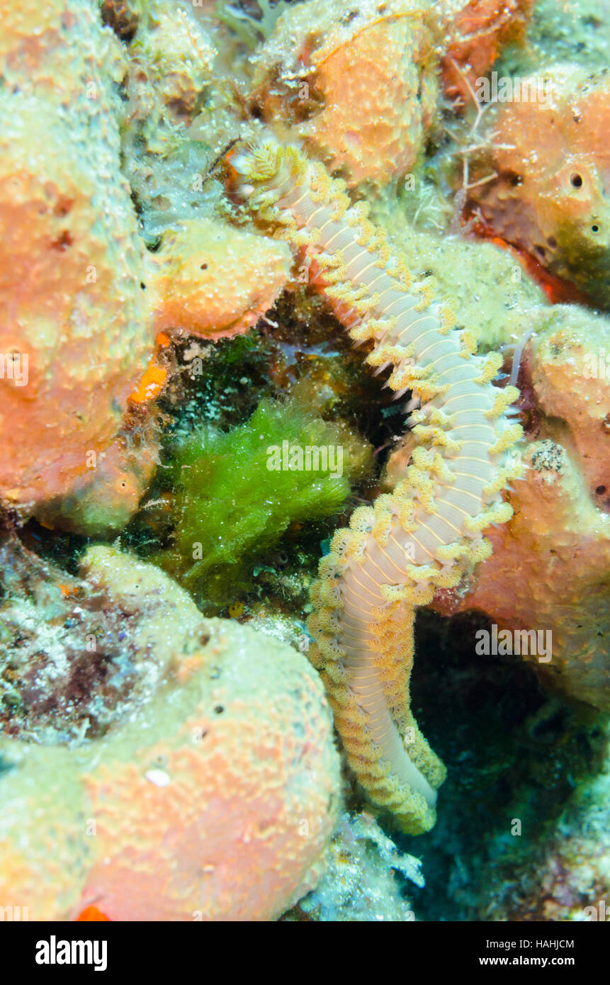Bearded Fireworm on ocean coral. Stock Photo