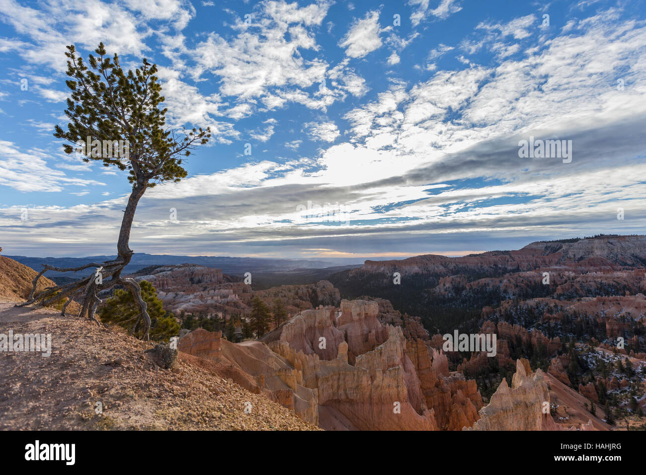 Limber pine tree with exposed roots clinging to life on the edge at Bryce Canyon National Park in Southern Utah. Stock Photo