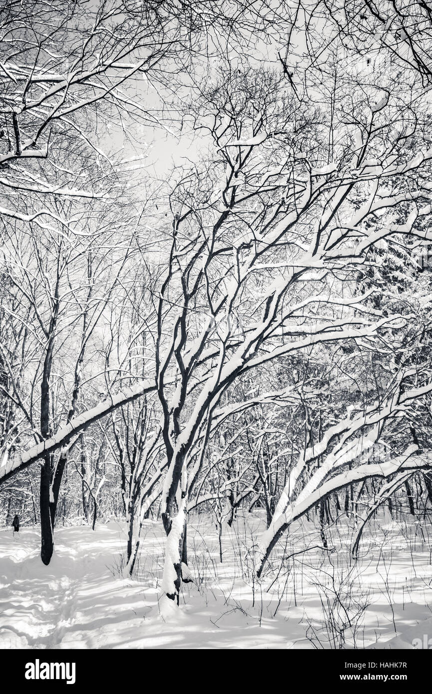 Black and white snow covered winter trees Stock Photo - Alamy