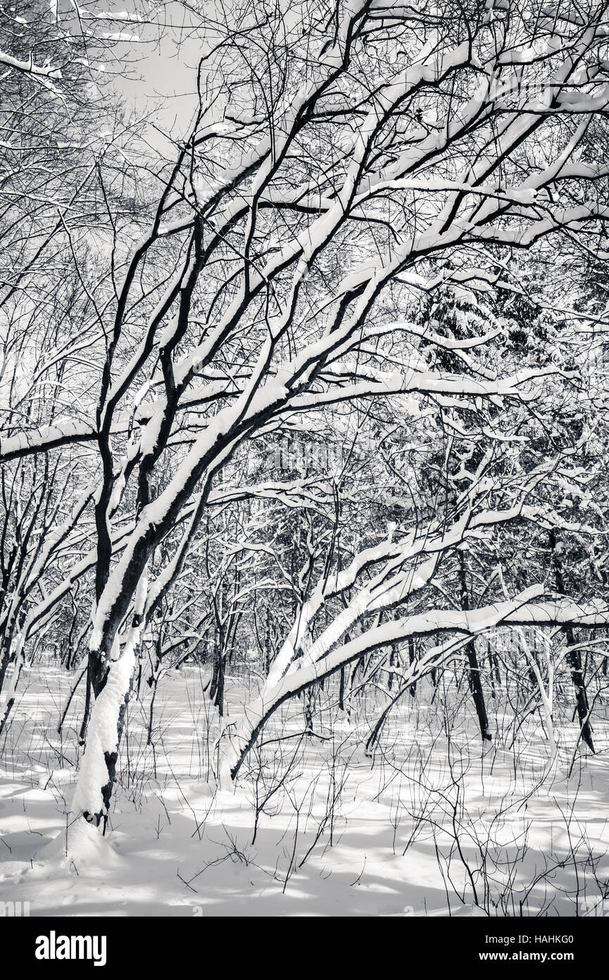 Black and white snow covered winter trees Stock Photo - Alamy