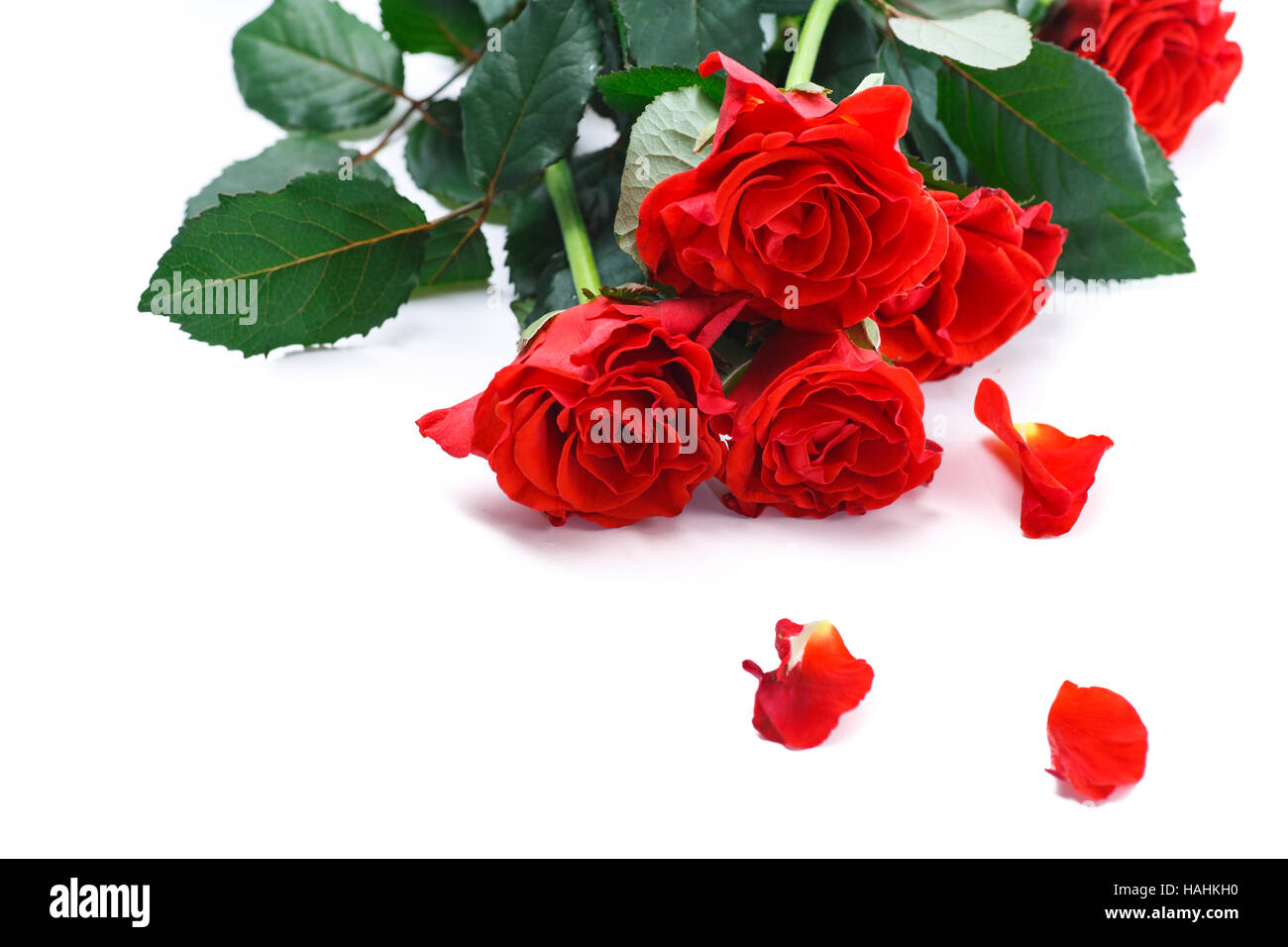 beautiful red rose Stock Photo - Alamy