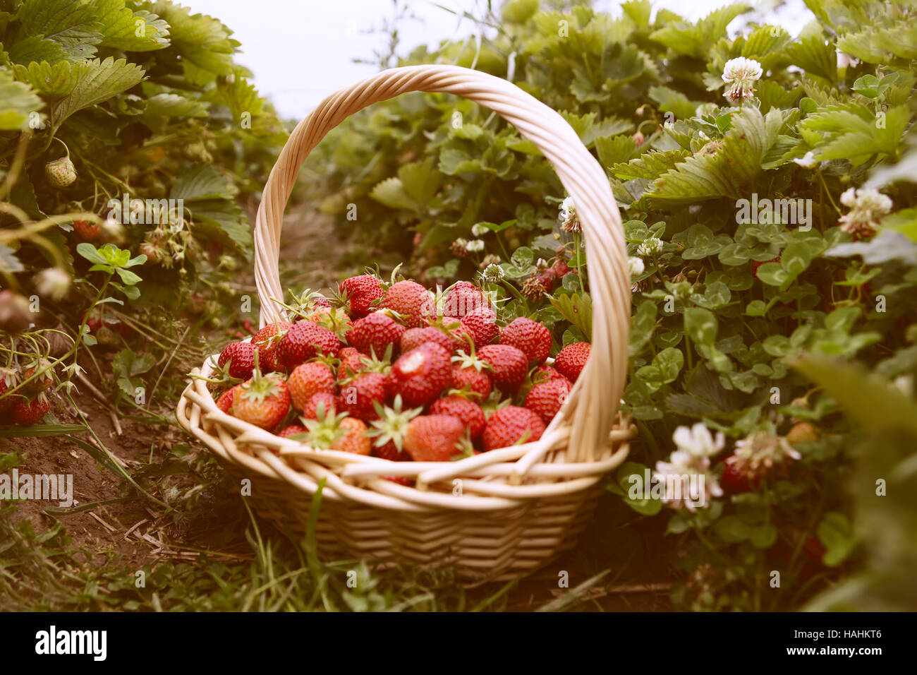 fresh picked strawberries in a basket on the strawberry plantation ...