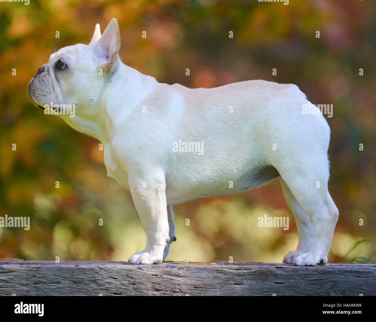 six month old french bulldog
