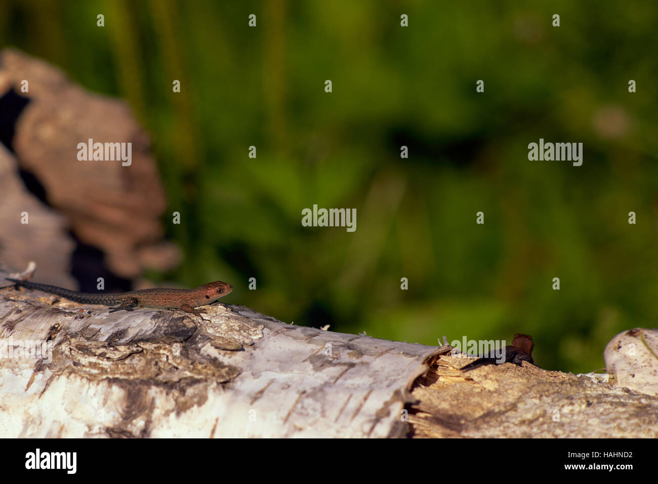 lizard on a birch Stock Photo