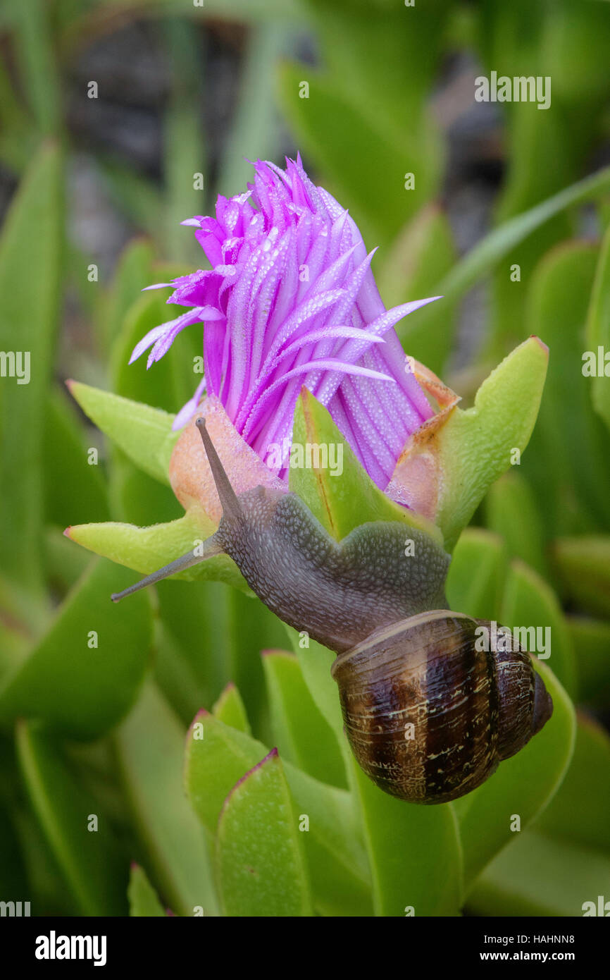 Snail crawling toward Ice Plant flower Stock Photo
