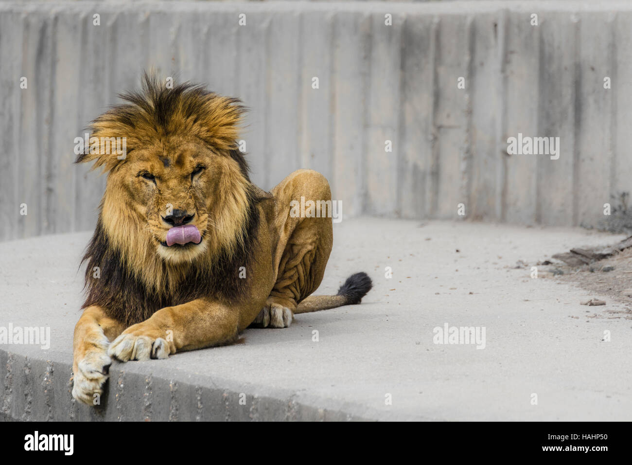 The lion king Stock Photo Alamy